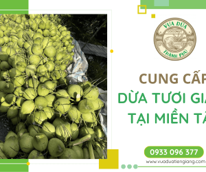 Vựa dừa Thành Phú - Dừa tươi giá sỉ tốt tại Miền Tây liên hệ 0933.096.377