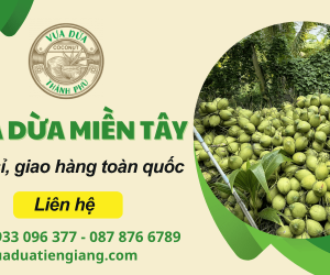 Vựa dừa miền Tây Thành Phú – Bán sỉ dừa tươi, giao hàng toàn quốc