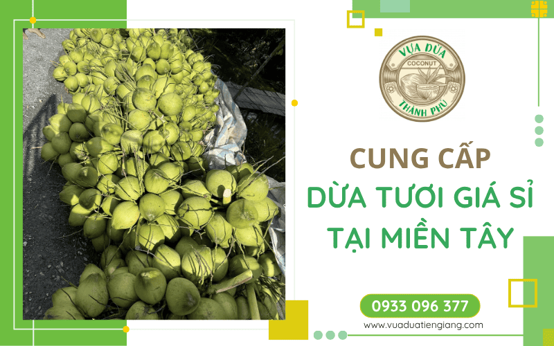 dừa tươi giá sỉ Miền Tây