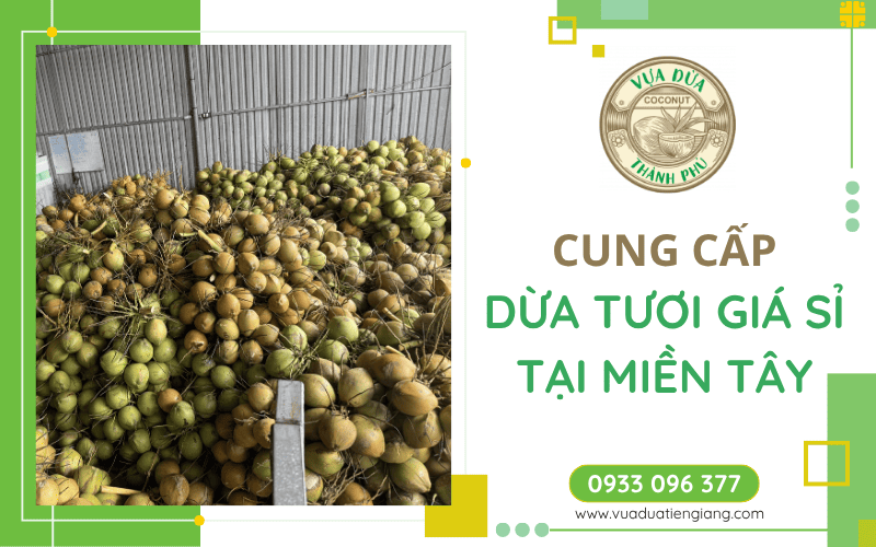 dừa tươi giá sỉ Miền Tây
