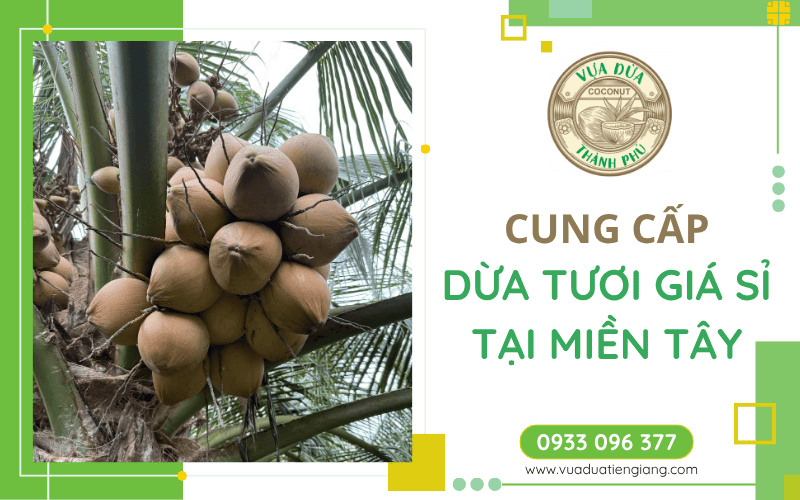 dừa tươi giá sỉ Miền Tây