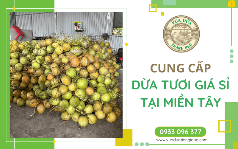 dừa tươi giá sỉ Miền Tây